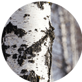 Betula